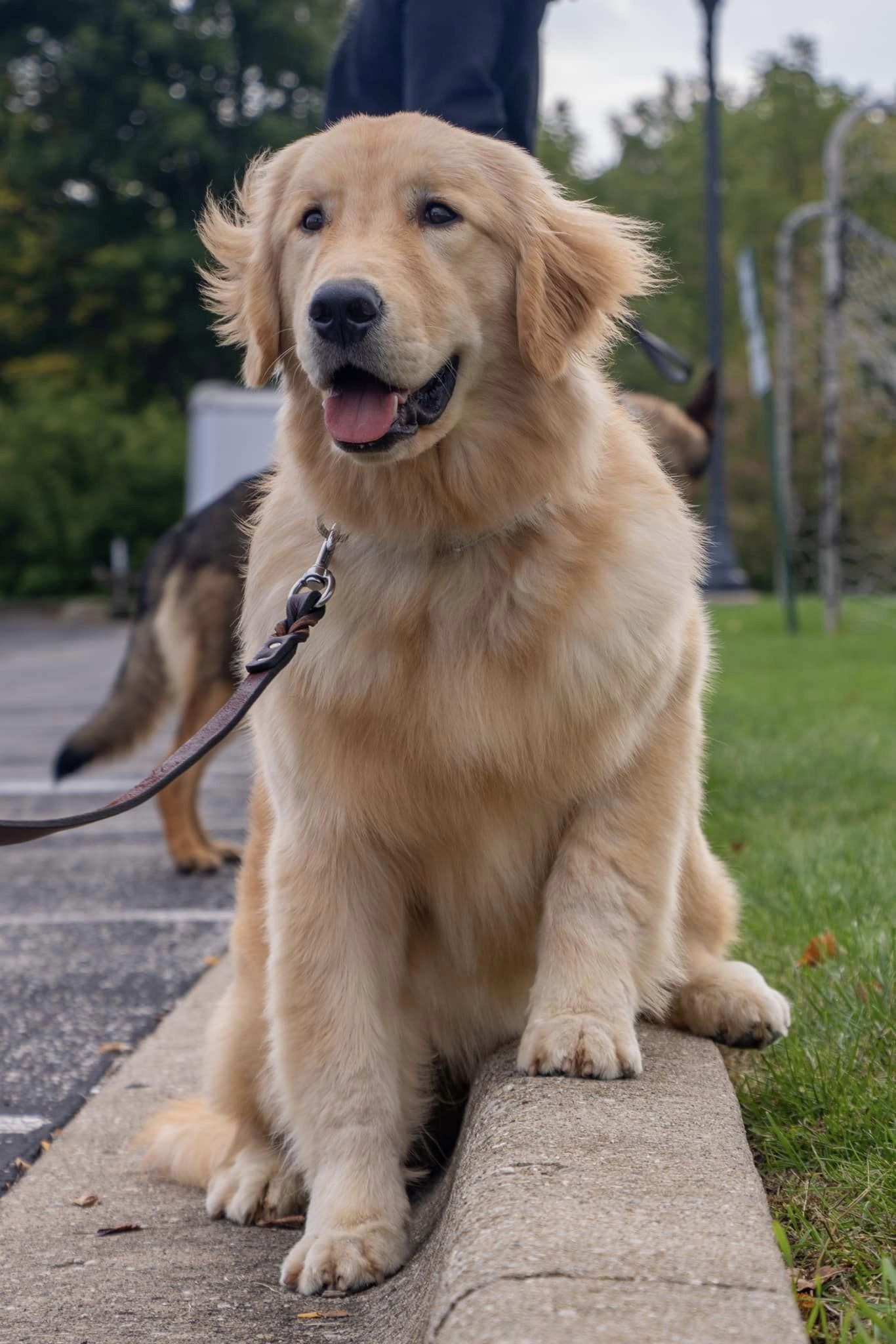 Golden Retriever K-9 Cruise with paw on curb